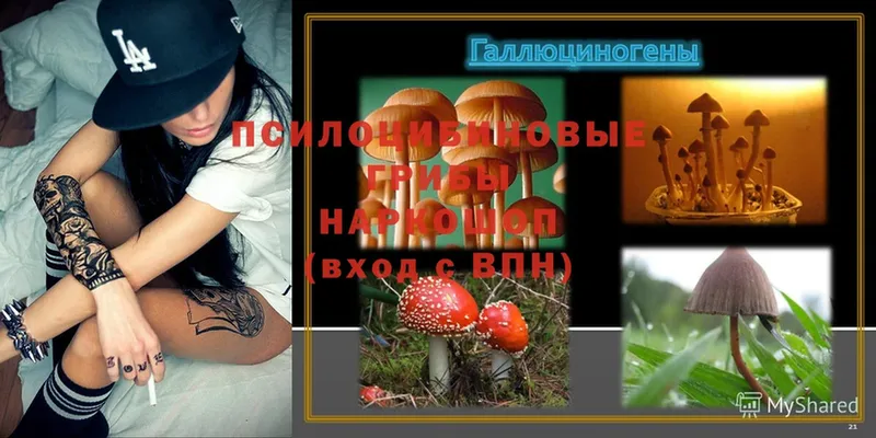 MEGA как войти  наркошоп  Тюмень  Псилоцибиновые грибы Psilocybine cubensis 